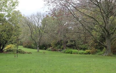 Dlaczego trawa żółknie po zimie? Najczęstsze przyczyny i sposoby regeneracji