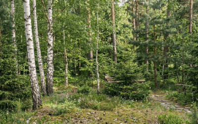 Jak uniknąć kary za wycięcie drzewa bez zezwolenia?